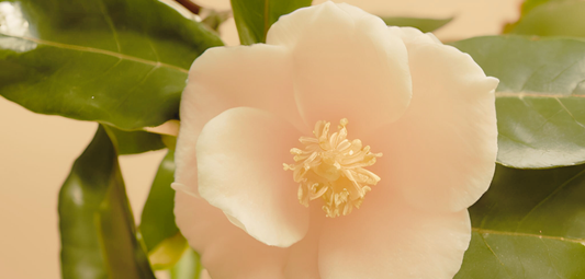 Camellia Oil: The Deeply Nourishing Secret for Muscle Recovery and Skin Health