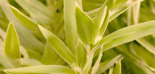 Eucalyptus Lemon Oil: The Refreshing Ingredient for Pain Relief & Recovery