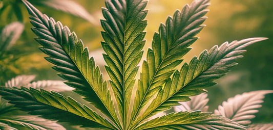 Hemp Oil: The Ultimate Anti-Inflammatory for Muscle & Joint Recovery