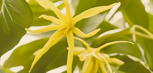 Ylang Ylang Oil: The Muscle-Soothing & Stress-Relieving Secret