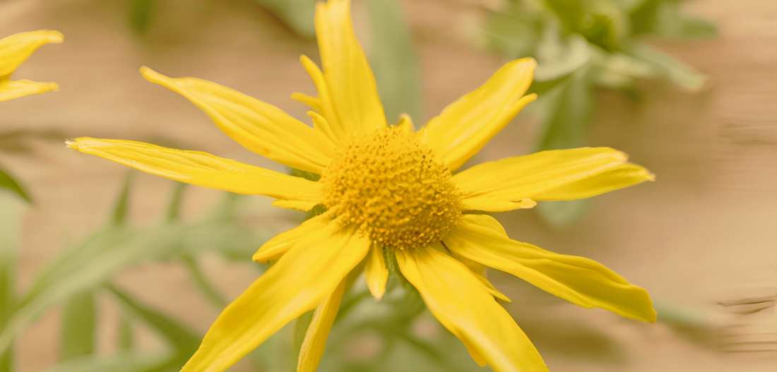 Arnica Oil: Nature’s Ultimate Recovery Ingredient for Pain and Healing