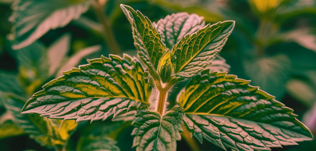 Peppermint Oil: The Cool Relief for Muscle Recovery and Pain Management